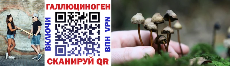 Псилоцибиновые грибы Psilocybe  Купить  Стерлитамак 